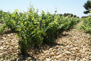 Wijngaard Rhone